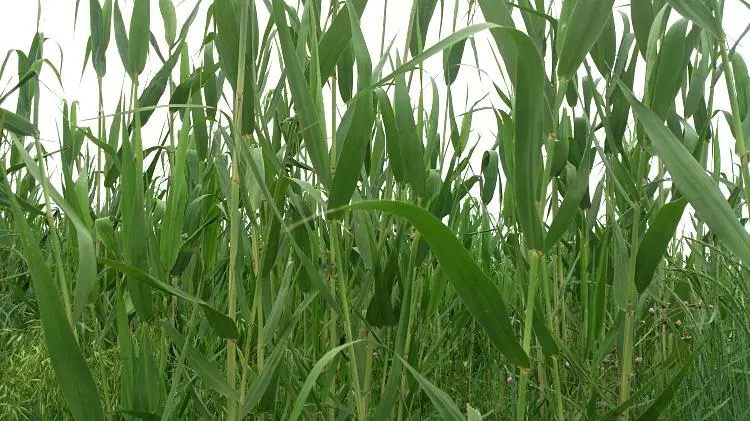 芦苇粽的制作技艺：水乡人的智慧与才华